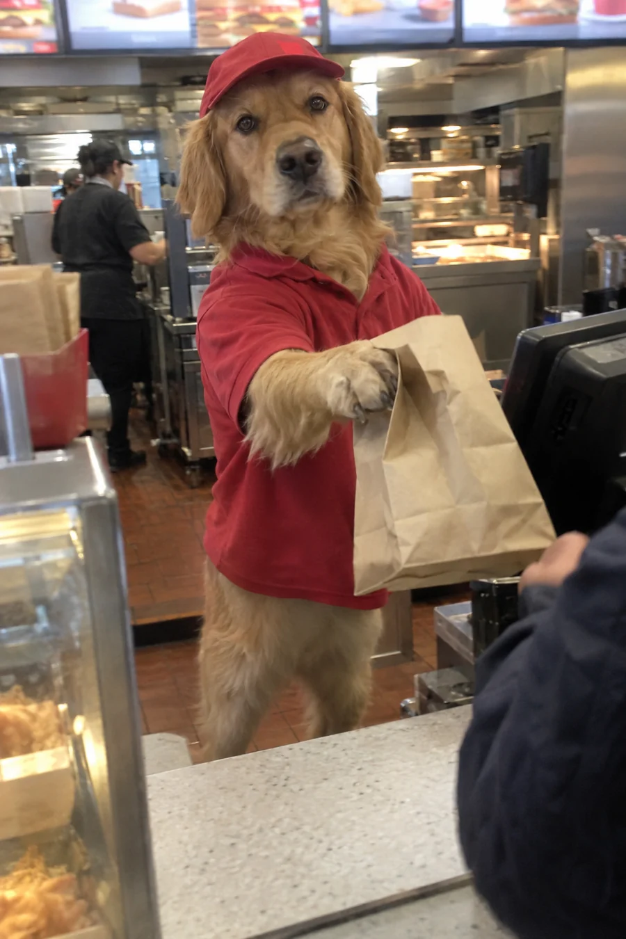 golden retriever, Fast-food worker