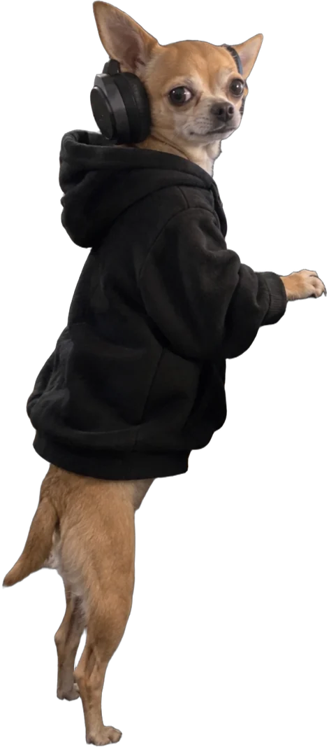 tan chihuahua, Game streamer