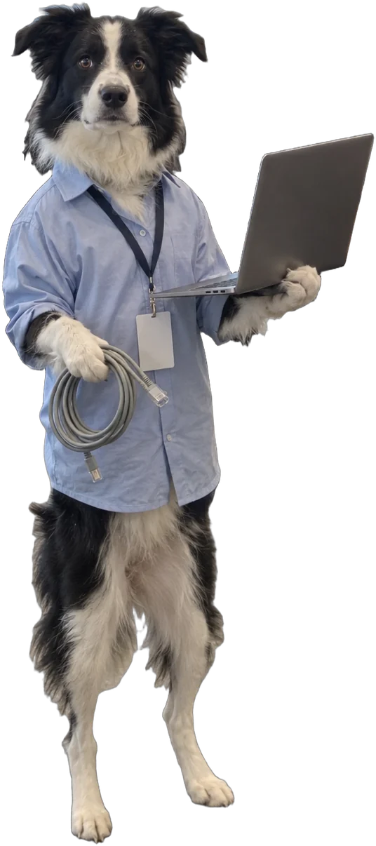 black-and-white border collie, IT support