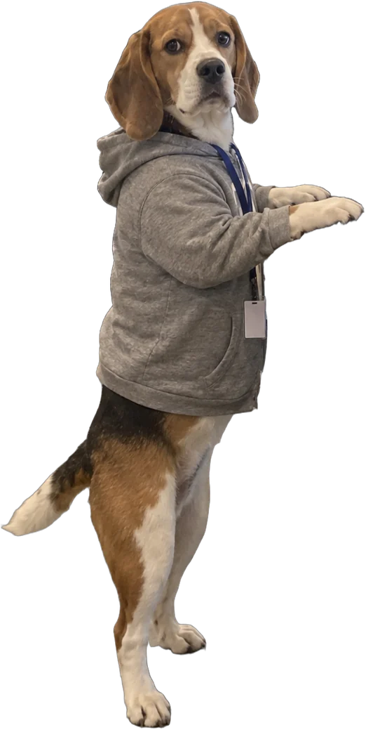 tricolour beagle, Game developer