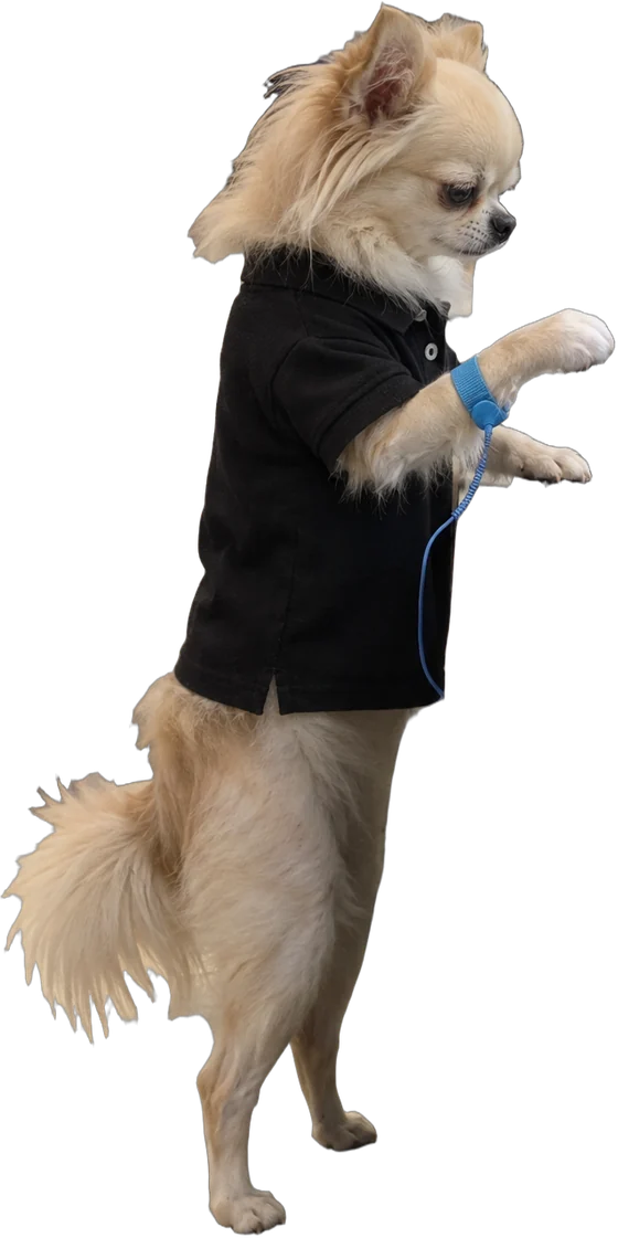 long-haired cream chihuahua, Phone repair technician
