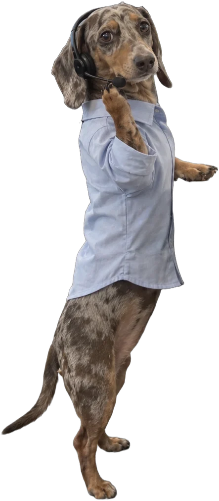 silver dapple dachshund, Call-centre worker