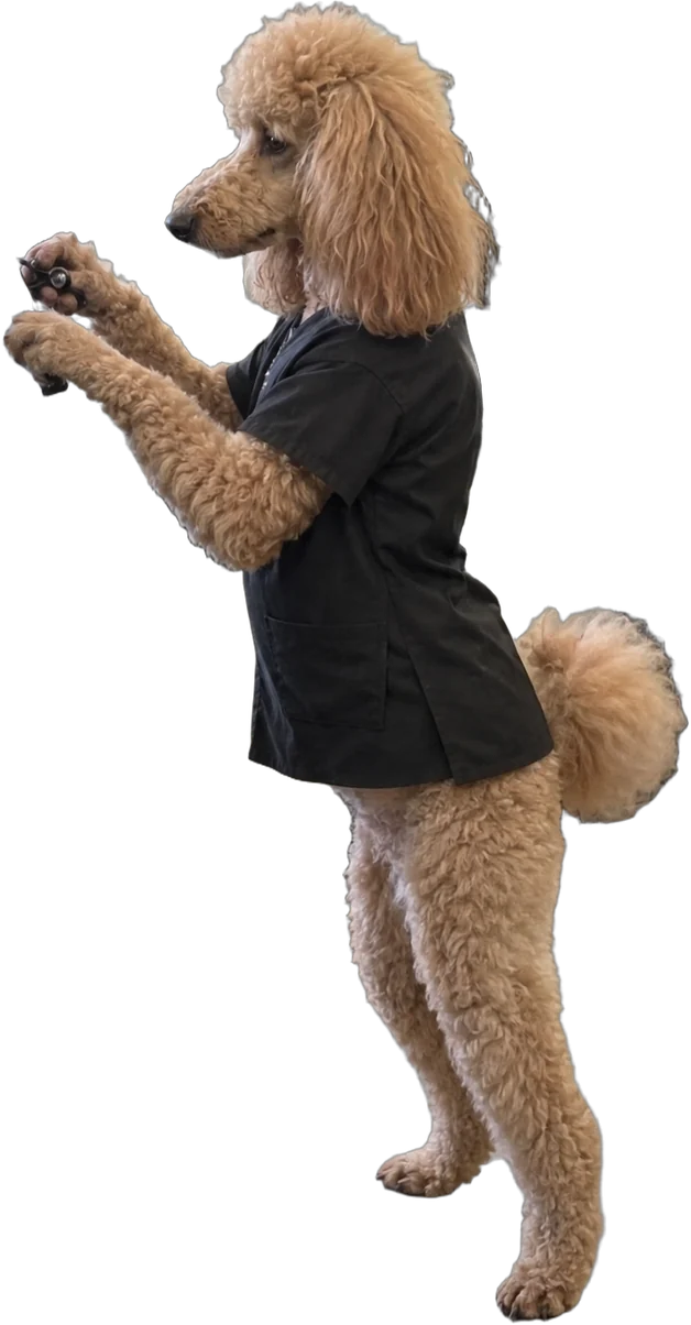 apricot standard poodle, Hairdresser