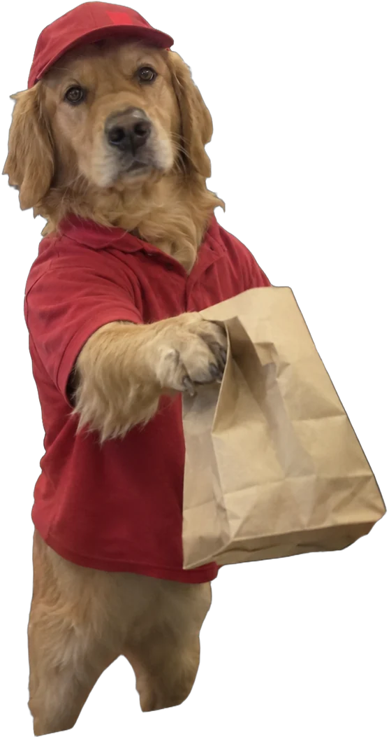 golden retriever, Fast-food worker