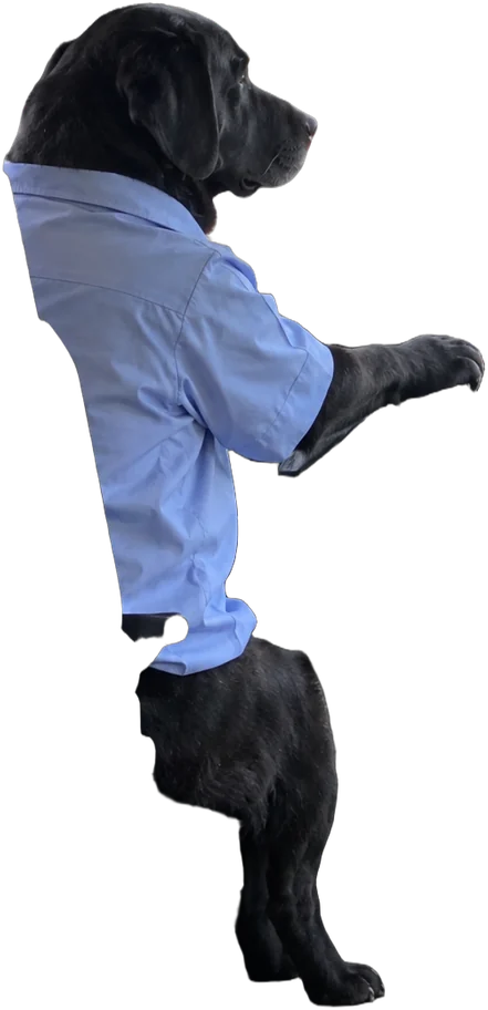 black labrador, Bus driver