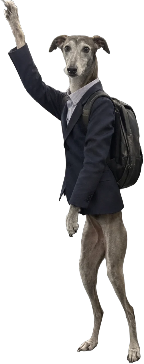 grey greyhound, Train commuter