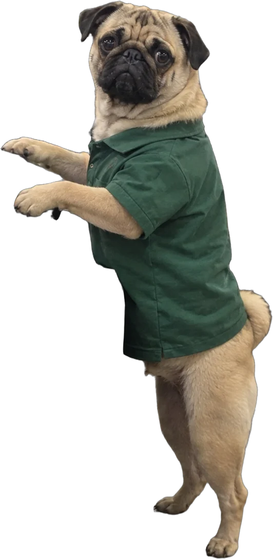 fawn pug, Supermarket cashier