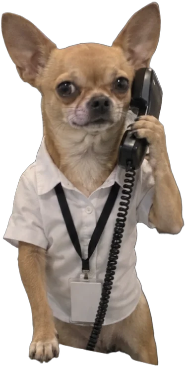 tan chihuahua, Receptionist